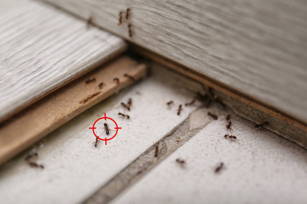 Best Flea Control Services  in Muskego, WI