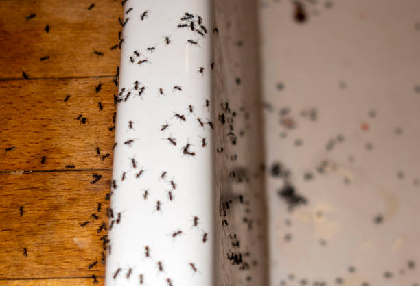 Flea Control Services in Muskego, WI