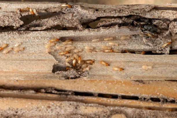 Best Pest Removal Services  in Muskego, WI